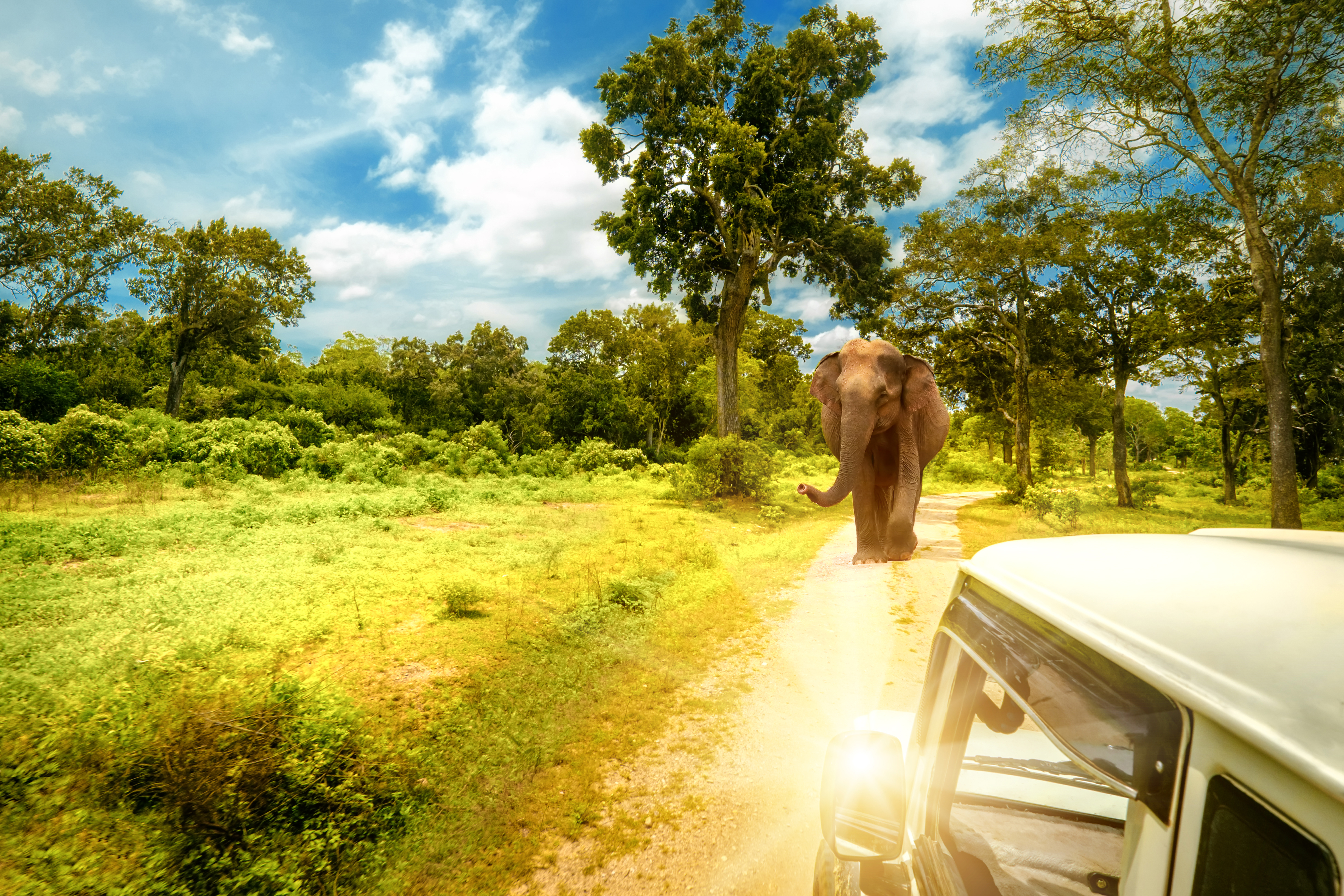 Safari tour